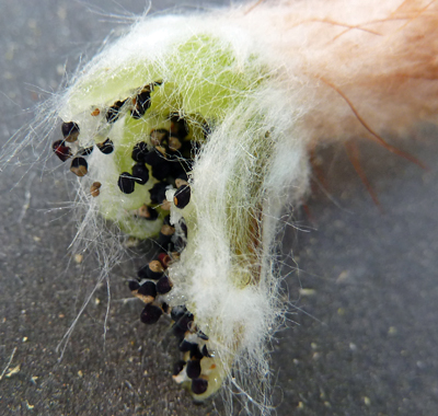 Notocactus horstii Samenkapsel